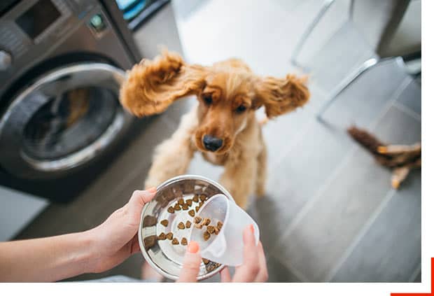 active provider feeding dog