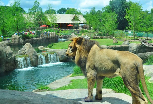 Lion at Cincinnati Zoo