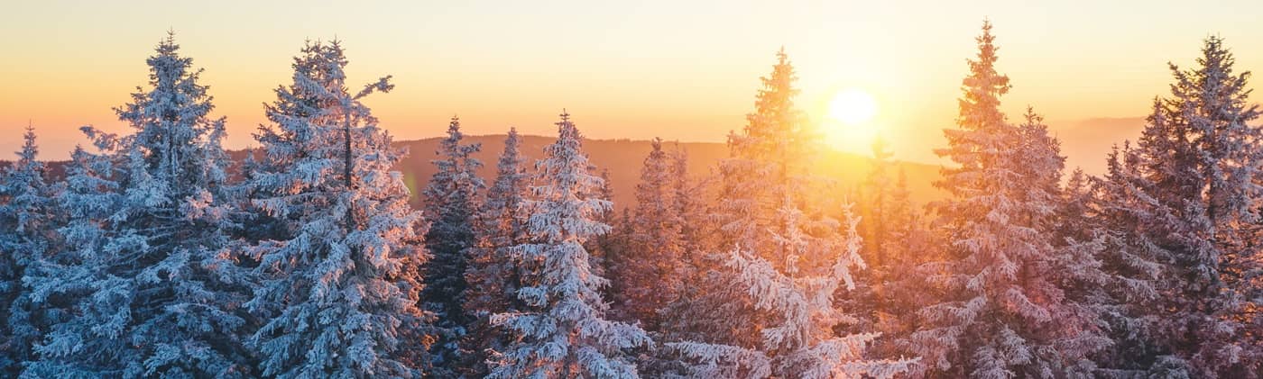 snowy forest with sun setting in background