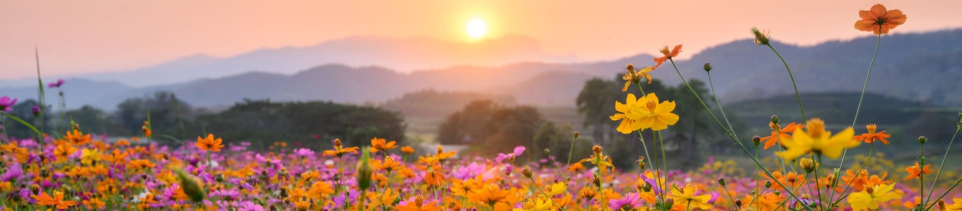 spring flowers on a mountainside at sunset