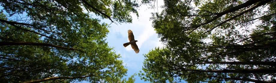 hawk flying above a forest of trees