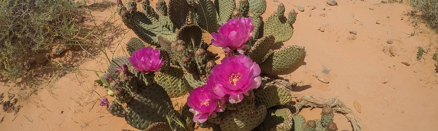 desert cactus with flowers