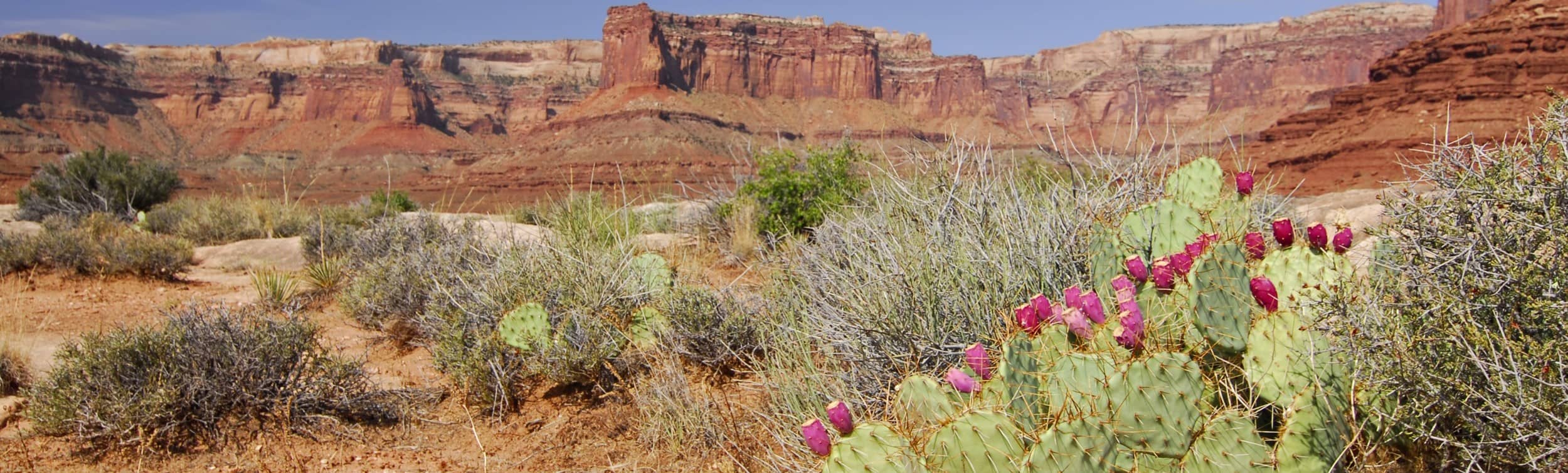flowers blooming in desert
