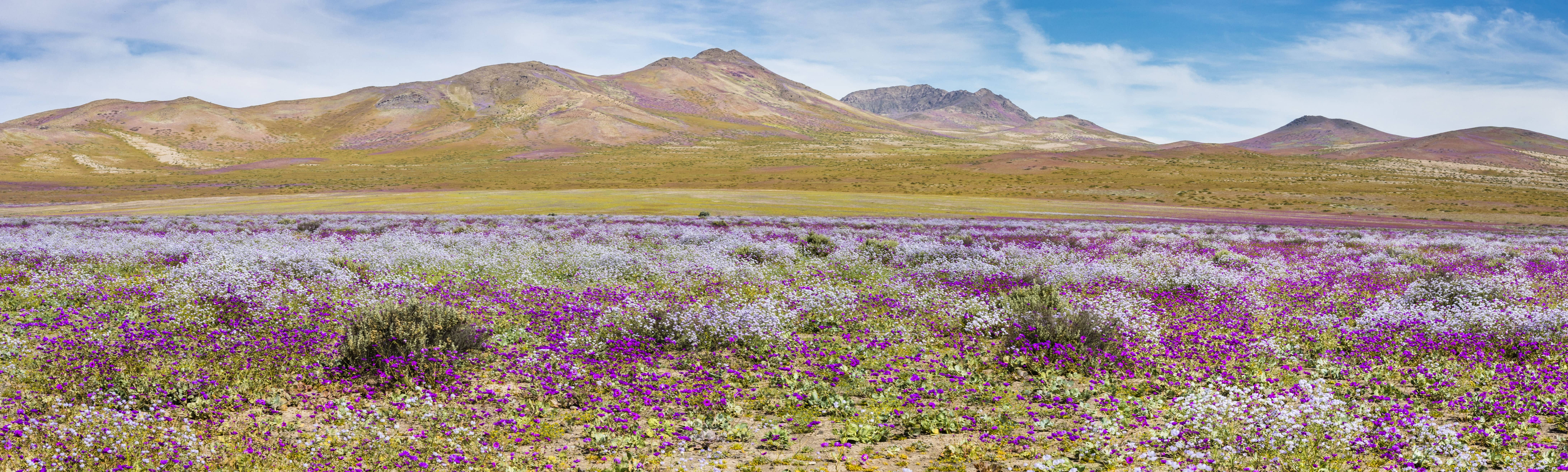 wildflowers growing in desert
