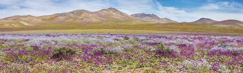 wildflowers growing in desert