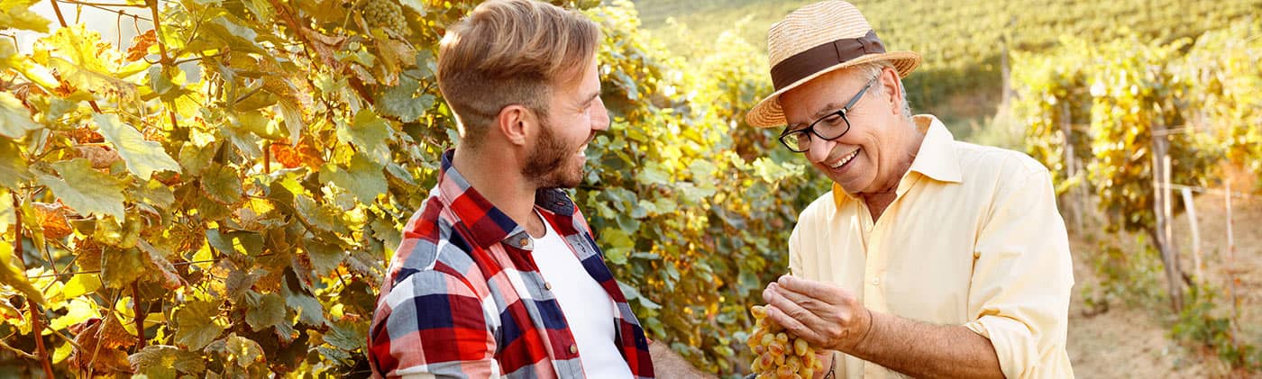 father cuts grapes with son and explains succession planning of turning over the family vineyard business
