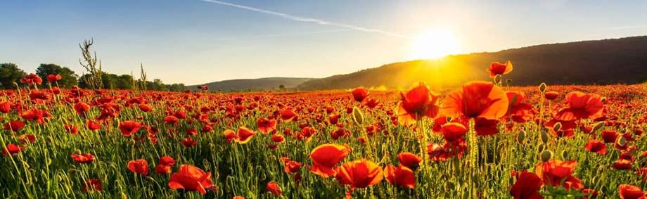 Poppy flowers field in mountains. beautiful summer landscape at sunset.