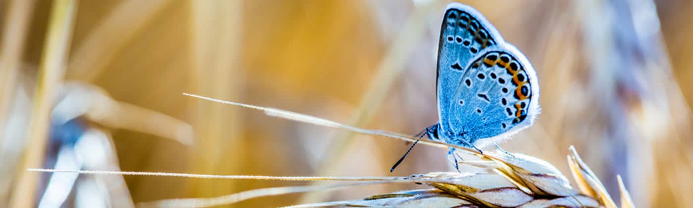 butterfly as an example of unloved to beloved