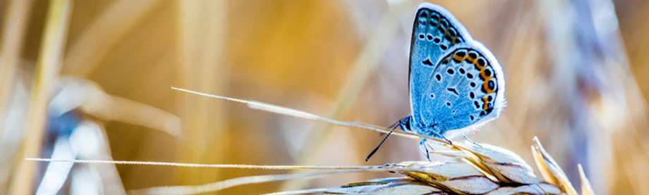 butterfly as an example of unloved to beloved