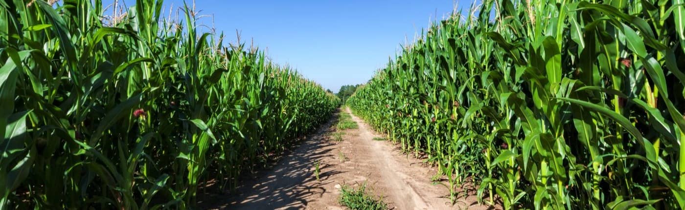 Sandy country road through agricultural fields.