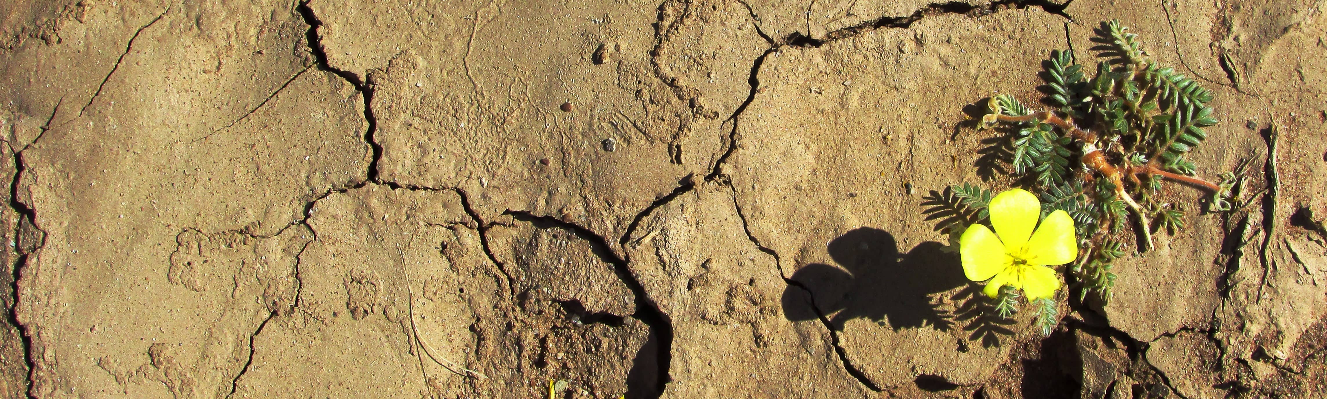 yellow wildflower growing in desert