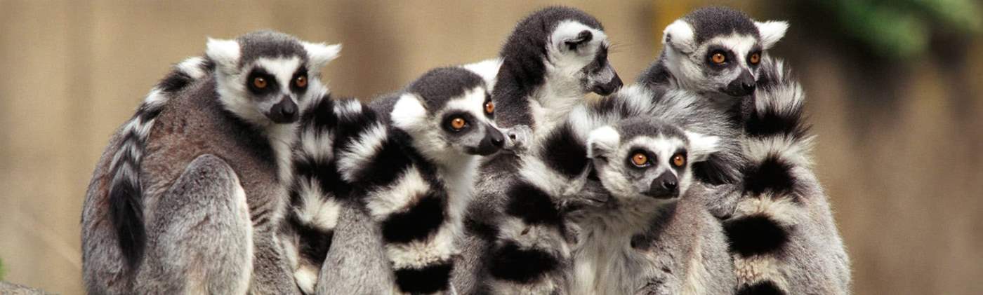 Lemurs at Cincinnati Zoo