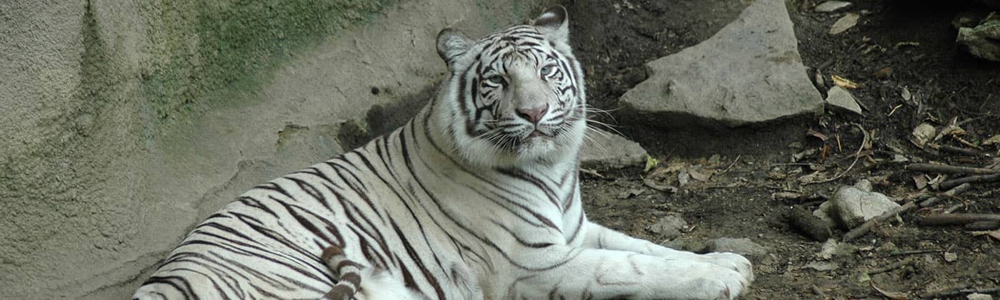 white tiger at Cincinnati Zoo