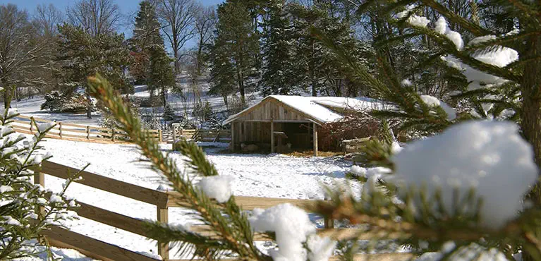 2017 Crib of the Nativity
