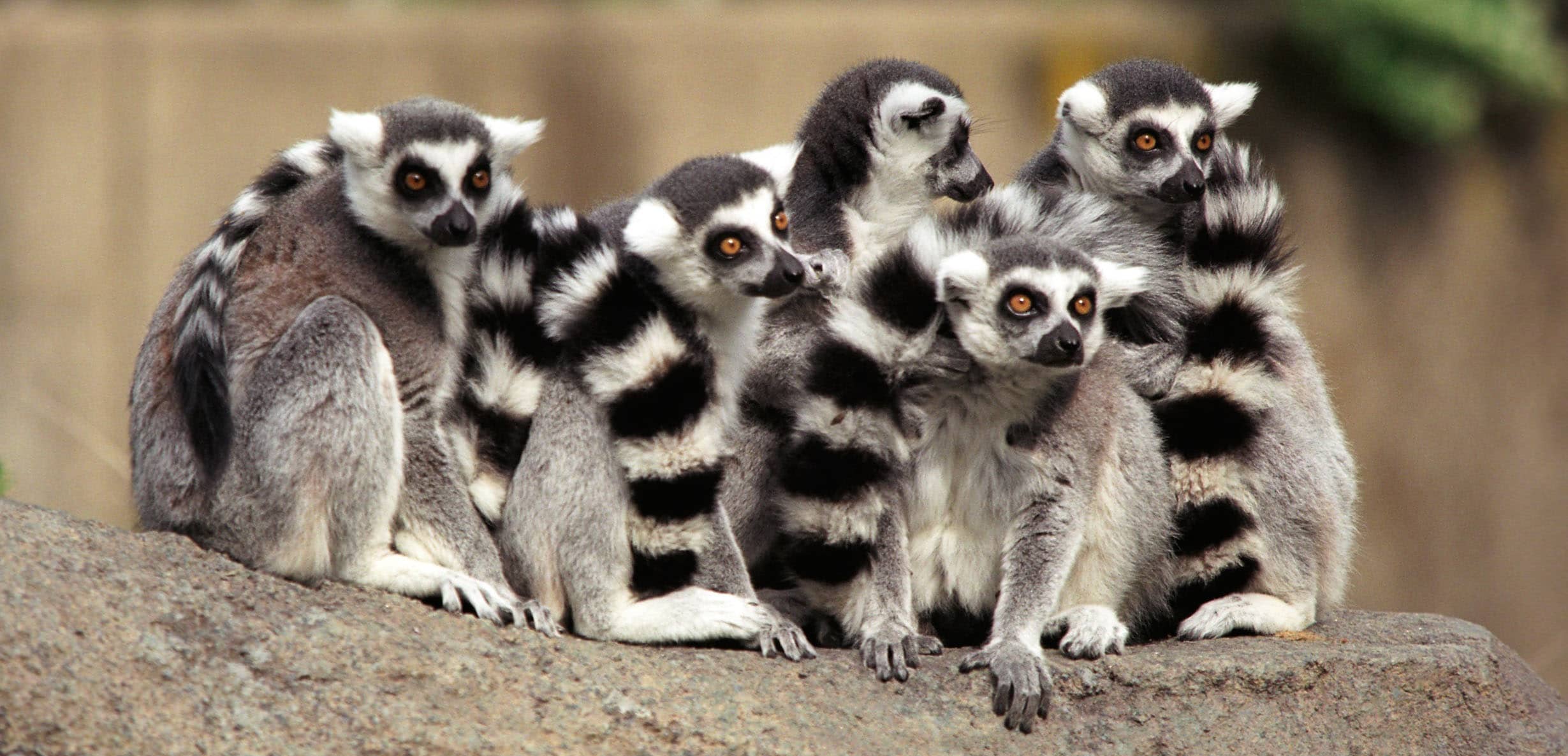 Lemurs at Cincinnati Zoo