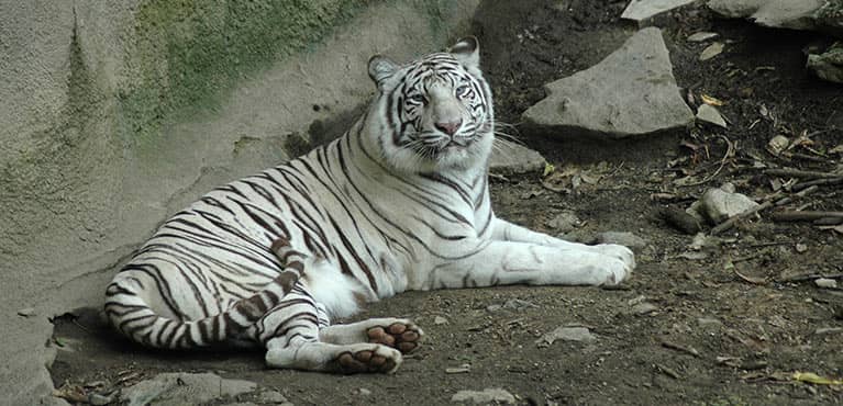 white tiger at Cincinnati Zoo